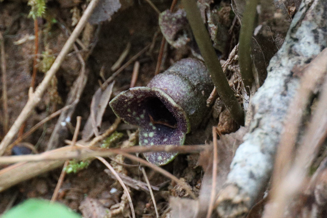 Asarum virginicum