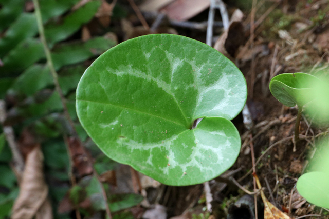 Asarum virginicum - leaves
