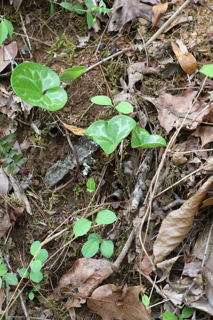 Asarum virginicum - plant