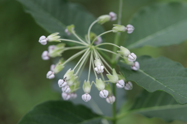 Asclepias exaltata