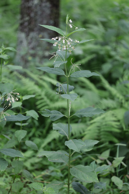 Asclepias exaltata - plant