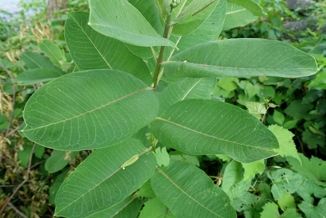 Asclepias syriaca - leaves