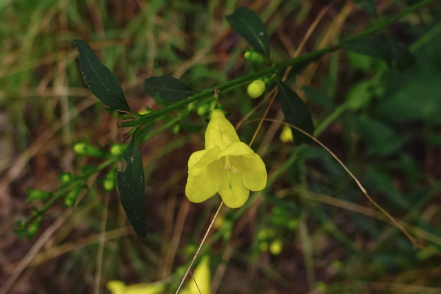 Aureolaria flava