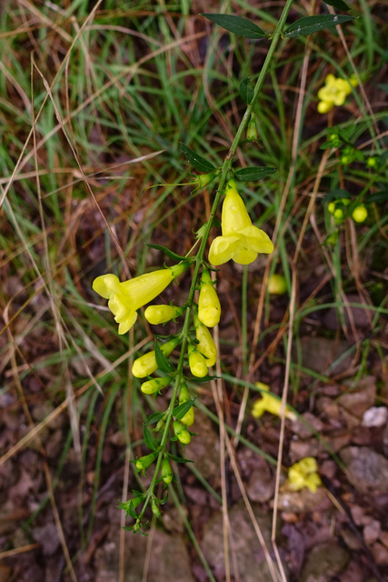 Aureolaria flava