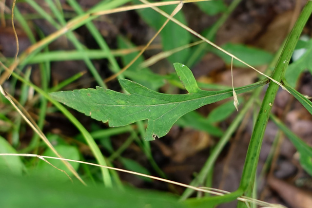 Aureolaria flava - leaves