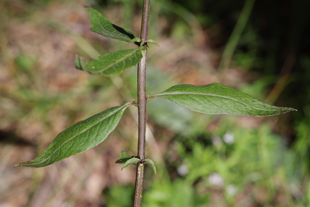 Aureolaria levigata - leaves
