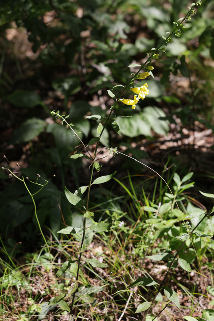 Aureolaria levigata - plant