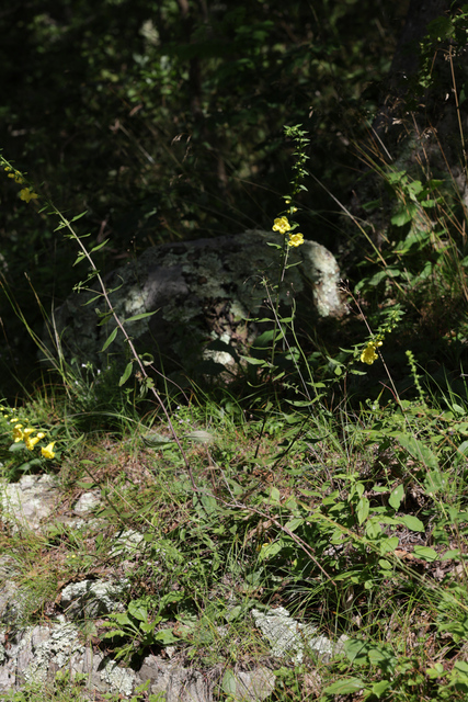 Aureolaria levigata - plant