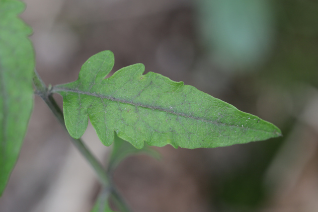 Aureolaria virginica - leaves