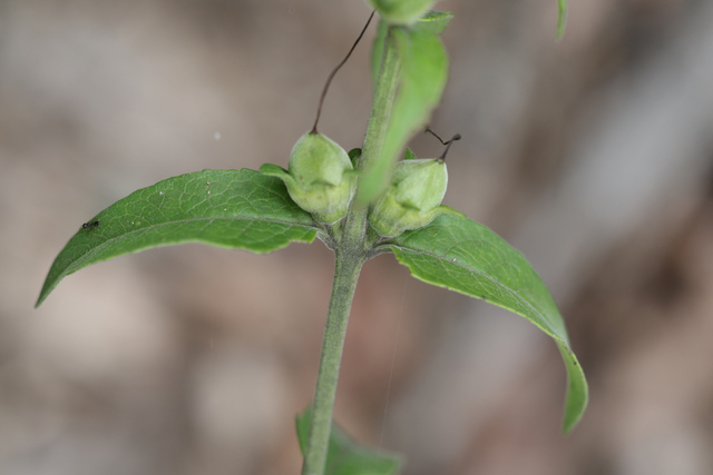 Aureolaria virginica - leaves
