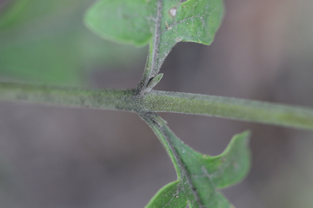 Aureolaria virginica - stem