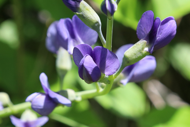 Baptisia australis