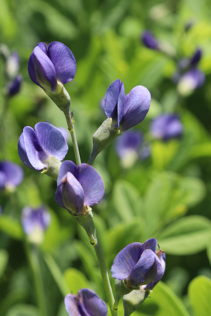 Baptisia australis
