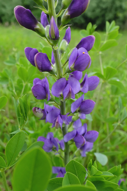 Baptisia australis