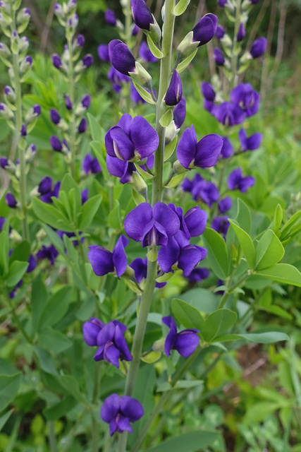 Baptisia australis