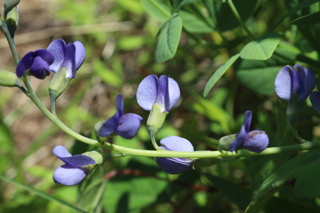 Baptisia australis