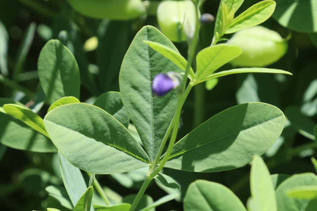 Baptisia australis - leaves