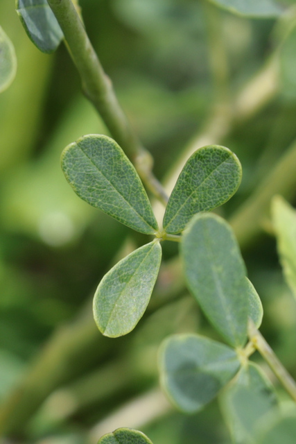 Baptisia tinctoria - leaves