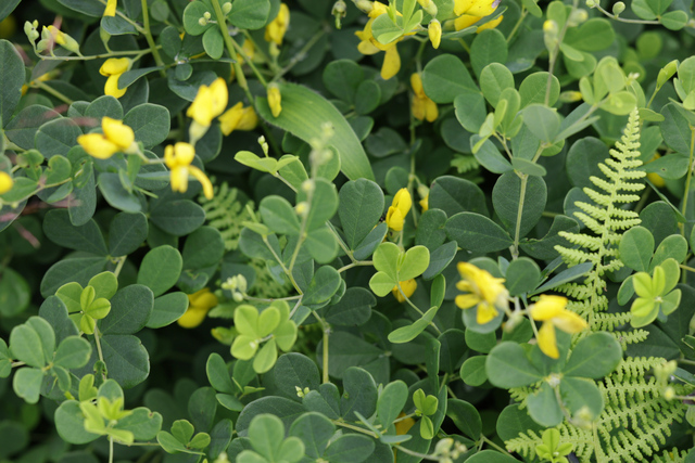 Baptisia tinctoria - leaves