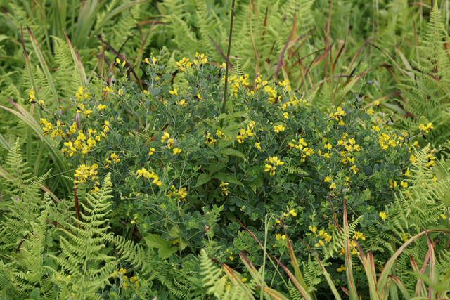 Baptisia tinctoria - plants