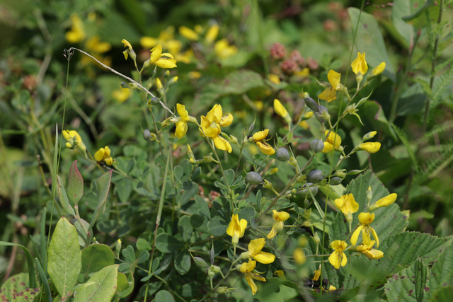Baptisia tinctoria - plants