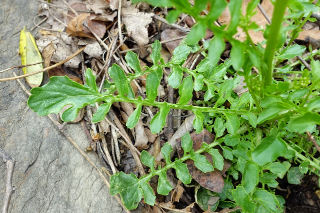 Barbarea verna - leaves