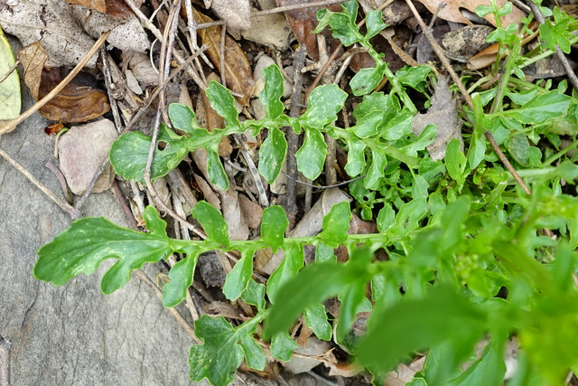 Barbarea verna - leaves