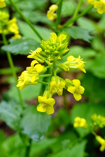 Barbarea vulgaris