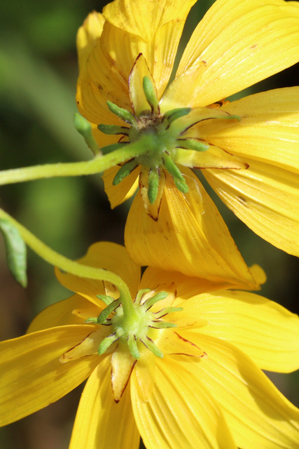 Bidens aristosa - involucral bracts