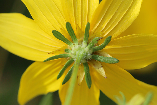 Bidens aristosa - involucral bracts
