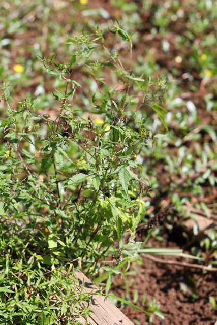 Bidens discoidea - plant