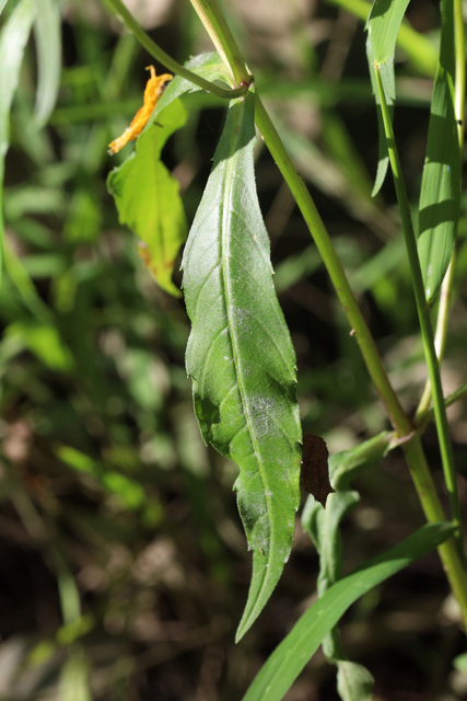 Bidens laevis - leaves