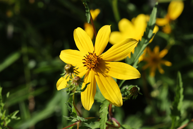 Bidens polylepis