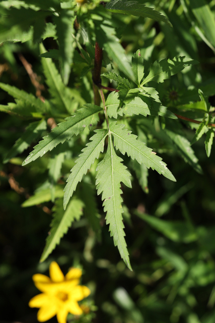 Bidens polylepis - leaves