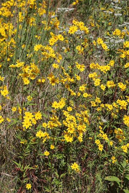 Bidens polylepis - plants