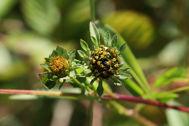 Bidens vulgata