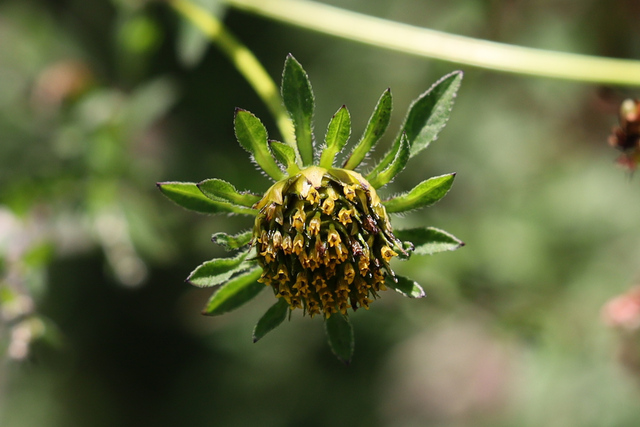 Bidens vulgata
