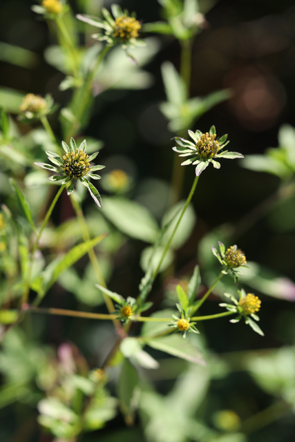 Bidens vulgata