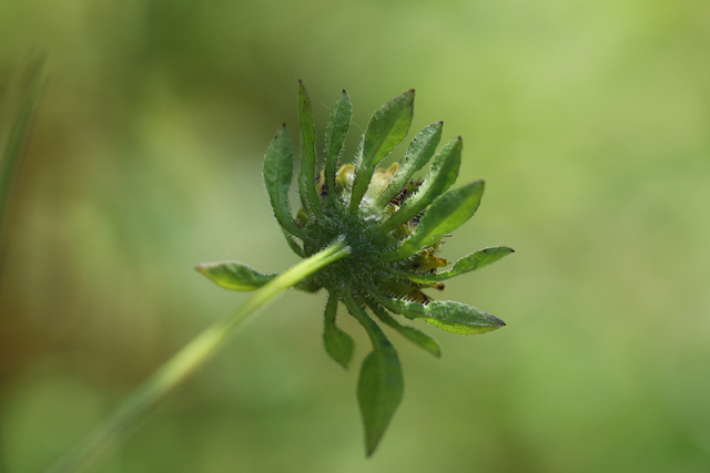 Bidens vulgata - involucral bracts