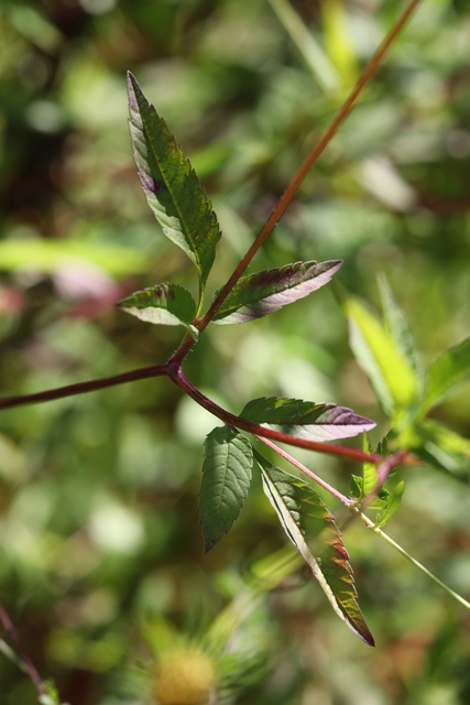 Bidens vulgata - leaves