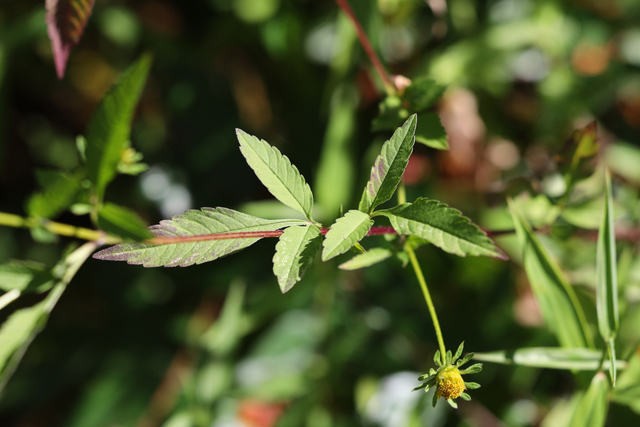 Bidens vulgata - leaves