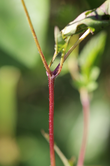 Bidens vulgata - stem