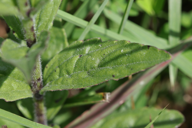 Buchnera americana - leaves