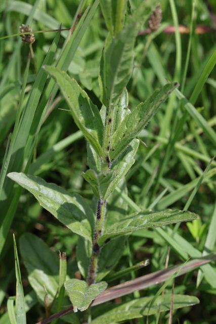 Buchnera americana - leaves