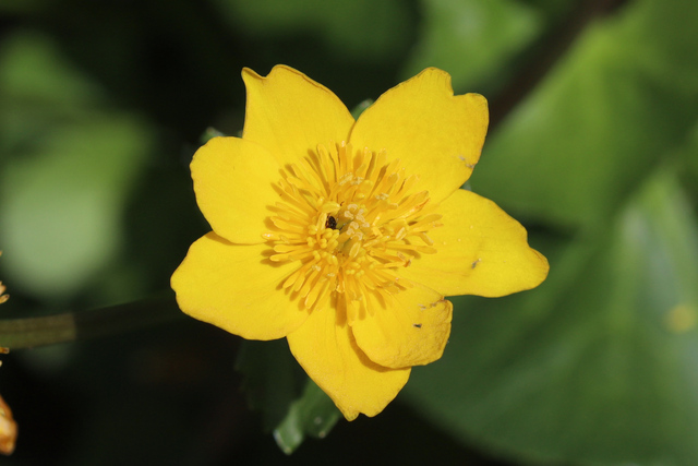 Caltha palustris