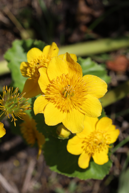 Caltha palustris