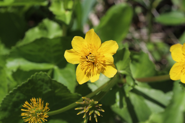 Caltha palustris