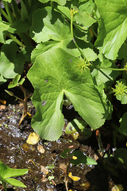 Caltha palustris - leaves