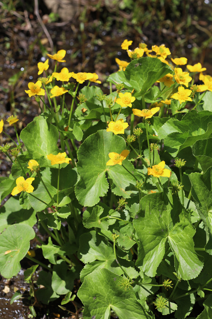 Caltha palustris - plants