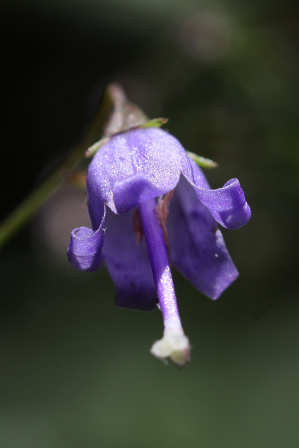 Campanula divaricata